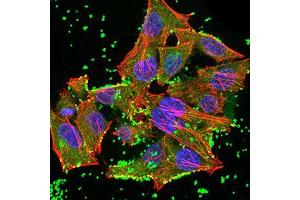 Immunofluorescence analysis of Hela cells using JARID2 mouse mAb (green). (JARID2 抗体  (AA 1097-1246))