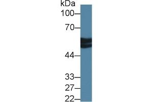 Western Blotting (WB) image for anti-Serpin Family C Member 1 (SERPINC1) (AA 33-465) antibody (ABIN7444019)