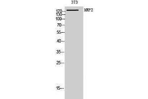 Western Blot analysis of 3T3 cells using ABCC2 Polyclonal Antibody at dilution of 1:1000. (ABCC2 抗体)