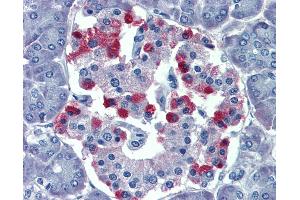 Anti-GNAS antibody IHC of human pancreas. (GNAS 抗体  (AA 36-85))