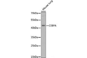 CEBPA 抗体