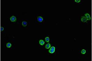 Immunofluorescent analysis of HepG2 cells using ABIN7148208 at dilution of 1:100 and Alexa Fluor 488-congugated AffiniPure Goat Anti-Rabbit IgG(H+L) (COL4A1 抗体  (AA 30-167))