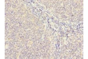 Immunohistochemistry of paraffin-embedded human tonsil tissue using ABIN7159387 at dilution of 1:100 (MS4A4A 抗体  (AA 1-64))