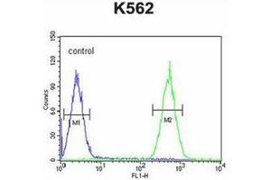 Flow cytometric analysis of K562 cells using PURG Antibody (C-term) Cat. (PURG 抗体  (C-Term))