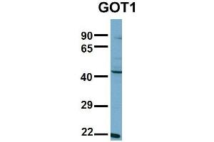 Western Blotting (WB) image for anti-Glutamic-Oxaloacetic Transaminase 1, Soluble (Aspartate Aminotransferase 1) (GOT1) (N-Term) antibody (ABIN2783280)