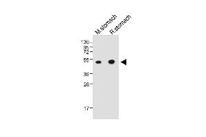 All lanes : Anti-CTSE Antibody (Center) at 1:2000 dilution Lane 1: Mouse stomach whole tissue lysate Lane 2: Rat stomach whole tissue lysate Lysates/proteins at 20 μg per lane. (Cathepsin E 抗体  (AA 157-187))