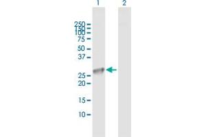 Western Blot analysis of CLIC3 expression in transfected 293T cell line by CLIC3 MaxPab polyclonal antibody. (CLIC3 抗体  (AA 1-236))