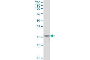 C4orf43 MaxPab polyclonal antibody. (C4orf43 抗体  (AA 1-203))