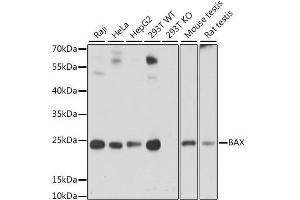 Western blot analysis of extracts of various cell lines, using BAX antibody. (BAX 抗体  (AA 1-100))