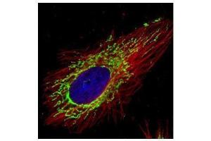 ICC/IF Image Confocal immunofluorescence analysis (Olympus FV10i) of methanol-fixed HeLa, using COX4, antibody (Green) at 1:500 dilution. (COX IV 抗体  (Center))