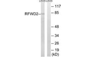Western Blotting (WB) image for anti-Ring Finger and WD Repeat Domain 2, E3 Ubiquitin Protein Ligase (RFWD2) (AA 661-710) antibody (ABIN2890288) (RFWD2 抗体  (AA 661-710))