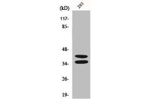 Western Blot analysis of 293 cells using Pax-2 Polyclonal Antibody (PAX2A 抗体  (Internal Region))