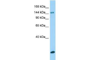 Western Blotting (WB) image for anti-Collagen, Type XV, alpha 1 (COL15A1) (Middle Region) antibody (ABIN2783172)