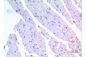 Immunohistochemistry (IHC) analysis of paraffin-embedded Mouse Muscle, antibody was diluted at 1:100. (BMP3 抗体  (C-Term))