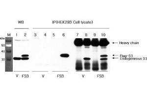 Western blot analysis using anti-RPS3 (human), pAb  at 1:1'000 dilution. (RPS3 抗体)
