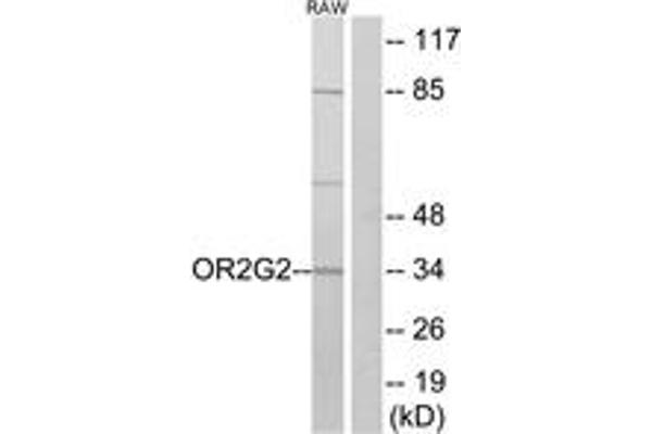 OR2G2 抗体  (AA 241-290)