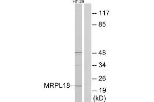 Western blot analysis of extracts from HT-29 cells, using MRPL18 antibody.