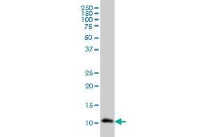 RPA3 monoclonal antibody (M01), clone 1F4 Western Blot analysis of RPA3 expression in HL-60 . (RPA3 抗体  (AA 12-121))