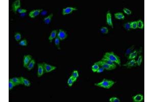 Immunofluorescent analysis of HepG2 cells using ABIN7159312 at dilution of 1:100 and Alexa Fluor 488-congugated AffiniPure Goat Anti-Rabbit IgG(H+L)