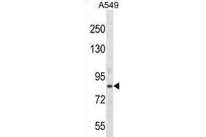 Western Blotting (WB) image for anti-Aspartate beta-Hydroxylase (ASPH) antibody (ABIN2996945) (Aspartate beta Hydroxylase 抗体)
