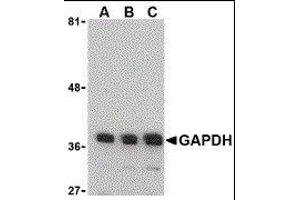 Western Blotting (WB) image for anti-Glyceraldehyde-3-Phosphate Dehydrogenase (GAPDH) (N-Term) antibody (ABIN2473761) (GAPDH 抗体  (N-Term))
