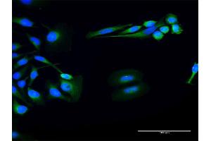Immunofluorescence of purified MaxPab antibody to FUK on HeLa cell. (FUK 抗体  (AA 1-1084))