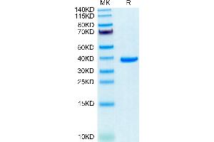 SDS-PAGE (SDS) image for Annexin A2 (ANXA2) (AA 2-339) protein (His tag) (ABIN7273844)