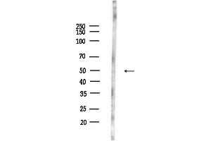 Western blot analysis of lysates from HepG2 cells(heat-shock,45 min treatment), using GPR33 Antibody at 1/1000 dilution.