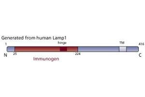 Image no. 2 for anti-Lysosomal-Associated Membrane Protein 1 (LAMP1) (AA 25-224) antibody (ABIN968337) (LAMP1 抗体  (AA 25-224))