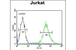 T Antibody (C-term) (ABIN653764 and ABIN2843060) flow cytometric analysis of Jurkat cells (right histogram) compared to a negative control cell (left histogram). (STING/TMEM173 抗体  (C-Term))