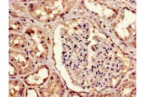 Immunohistochemistry of paraffin-embedded human kidney tissue using ABIN7159609 at dilution of 1:100 (MBD1 抗体  (AA 106-355))