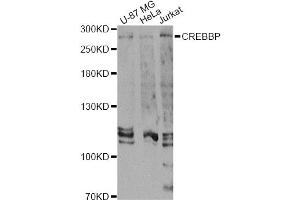 Western blot analysis of extracts of various cell lines, using CREBBP Antibody (ABIN5974440) at 1/1000 dilution. (CBP 抗体)
