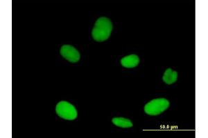 Immunofluorescence of purified MaxPab antibody to XPO5 on HeLa cell. (XPO5 抗体  (AA 1-1204))