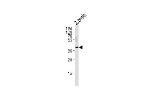 DANRE hey2 Antibody (C-term) Azb10024b western blot analysis in zebra fish brain tissue lysates (35 μg/lane). (HEY2 抗体  (C-Term))