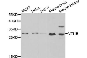 Western blot analysis of extracts of various cell lines, using VTI1B antibody (ABIN5974248) at 1/1000 dilution. (VTI1B 抗体)