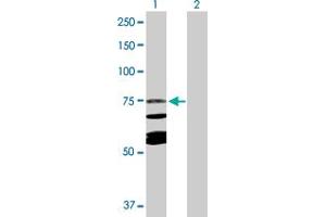 Western Blot analysis of CAPN10 expression in transfected 293T cell line by CAPN10 MaxPab polyclonal antibody. (CAPN10 抗体  (AA 1-672))