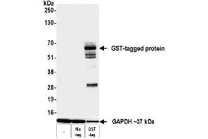 anti-GST-Tag (AA 1-201) antibody