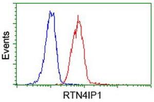 Image no. 2 for anti-Reticulon 4 Interacting Protein 1 (RTN4IP1) antibody (ABIN1500772) (RTN4IP1 抗体)