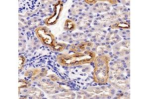 Immunohistochemistry analysis of paraffin-embedded mouse kidney using,TSPAN1 (ABIN7075867) at dilution of 1: 4000 (TSPAN1 抗体)