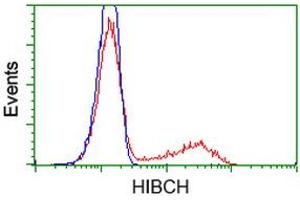 Image no. 3 for anti-3-hydroxyisobutyryl-CoA Hydrolase (HIBCH) antibody (ABIN1498654) (HIBCH 抗体)