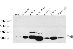 Western Blot analysis of various samples using TRAIL Polyclonal Antibody at dilution of 1:1000. (TRAIL 抗体)