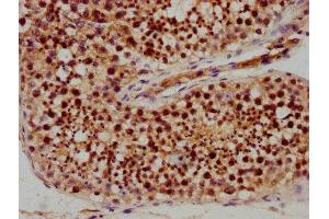 IHC image of ABIN7168592 diluted at 1:400 and staining in paraffin-embedded human testis tissue performed on a Leica BondTM system. (SAGE1 抗体  (AA 3-133))