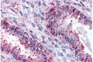 Anti-DPEP1 antibody  ABIN960762 IHC staining of human uterus. (DPEP1 抗体  (N-Term))
