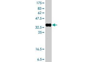 Western Blot detection against Immunogen (37. (Choline Kinase alpha 抗体  (AA 294-393))