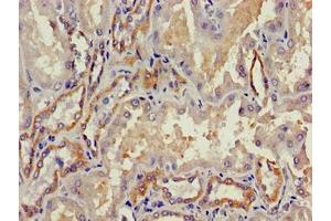 Immunohistochemistry of paraffin-embedded human kidney tissue using ABIN7172834 at dilution of 1:100 (TGFB3 抗体  (AA 301-412))