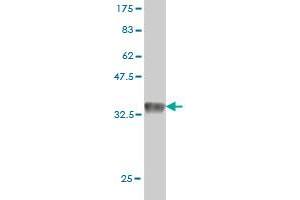 Western Blot detection against Immunogen (35. (GPR175 抗体  (AA 281-371))