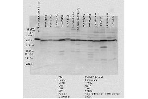 Western blot analysis of Rat tissue mix showing detection of PDI protein using Rabbit Anti-PDI Polyclonal Antibody . (P4HB 抗体  (AA 409-509) (Atto 390))