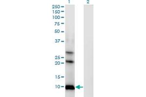 Western Blot analysis of AKR1CL1 expression in transfected 293T cell line by AKR1CL1 monoclonal antibody (M04), clone 4G8. (AKR1CL1 抗体  (AA 1-129))