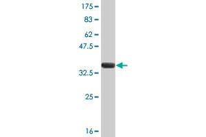 Western Blot detection against Immunogen (37. (FEN1 抗体  (AA 1-110))
