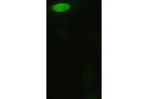 Anti-MAPK8 mouse monoclonal antibody (ABIN2452351) immunofluorescent staining of HeLa cells transiently transfected by pCMV6-ENTRY MAPK8 (RC218407) (JNK 抗体  (AA 1-384))